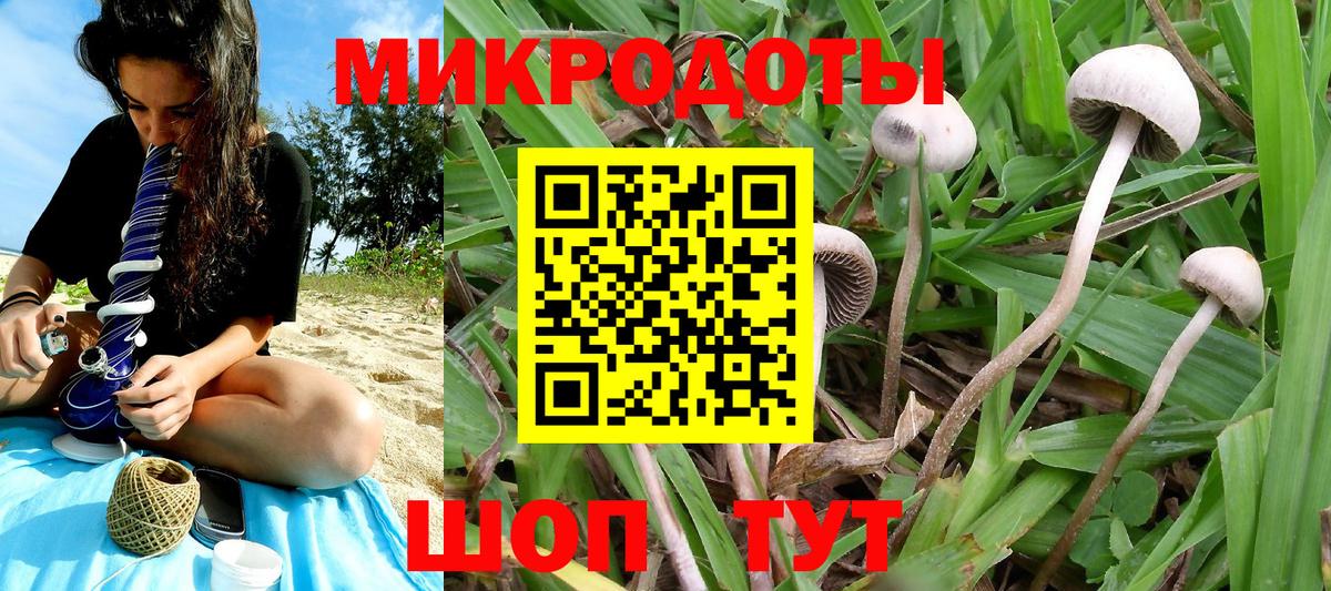 Галлюциногенные грибы Psilocybine cubensis Североморск